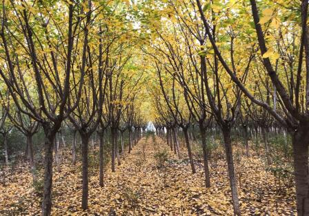 陜西綠宇園林公司“摸家底”  全面開(kāi)展資產(chǎn)盤點(diǎn)清查工作