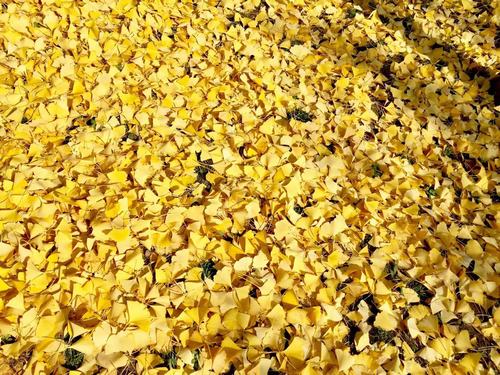 銀杏千年，等候的是秋的思念