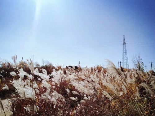 川原秋色靜 蘆葦晚風鳴