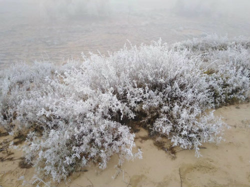 大漠邊緣的冰絨花