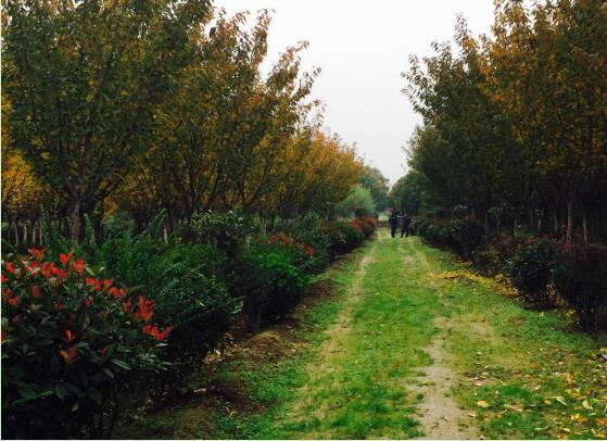 陜煤建設綠宇園林公司：以自有苗木為設計基礎，打造“花園式”工程