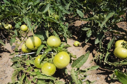 陜煤建設(shè)掘進(jìn)公司：項目部“開心農(nóng)場”豐收了