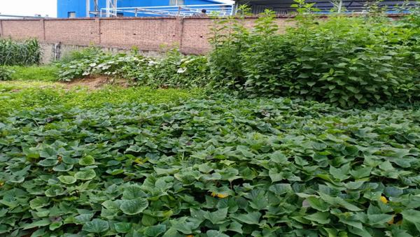 陜煤建設(shè)洗選煤運(yùn)營(yíng)公司紅柳林洗煤廠項(xiàng)目部:職工“菜園子”,舒筋又舒心