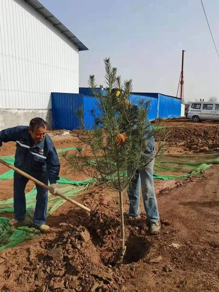 陜煤建設(shè)礦建二公司組織開展植樹節(jié)活動(dòng)