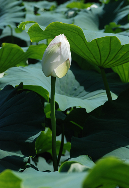 看取荷花凈，應知不染塵