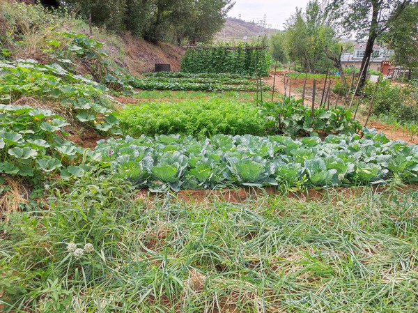 陜煤建設(shè)洗選煤運營公司紅柳林洗煤廠項目部：職工菜園，“蔬”心“食”尚