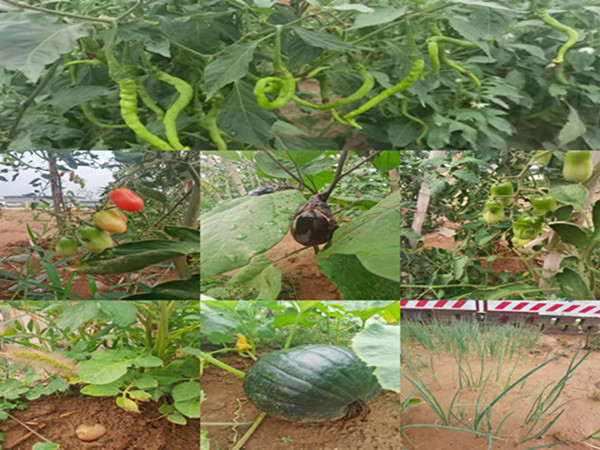 陜煤建設(shè)咸陽分公司第九項目部：碩果累累的“菜園子”，滿滿當(dāng)當(dāng)?shù)摹安嘶@子”