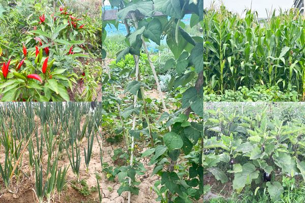 陜煤建設(shè)天工公司土建第七項(xiàng)目部：小小“菜園”，播種即是收獲