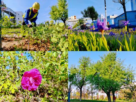 陜煤建設(shè)洗選煤運營公司紅柳林洗煤廠項目部： 夯實“綠”的底色    呵護(hù)“眼”的清靈