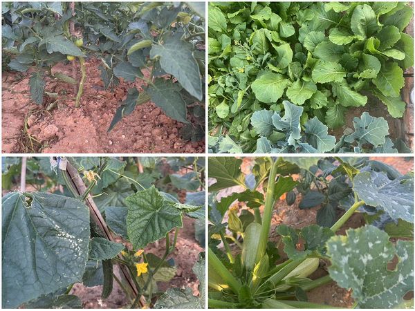 陜煤建設(shè)天工公司土建十七部黨支部：小小菜園，播種幸福感