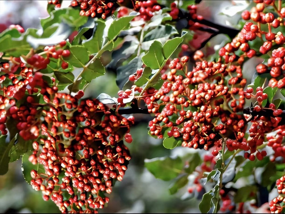  椒香溢韓城，福澤潤民心