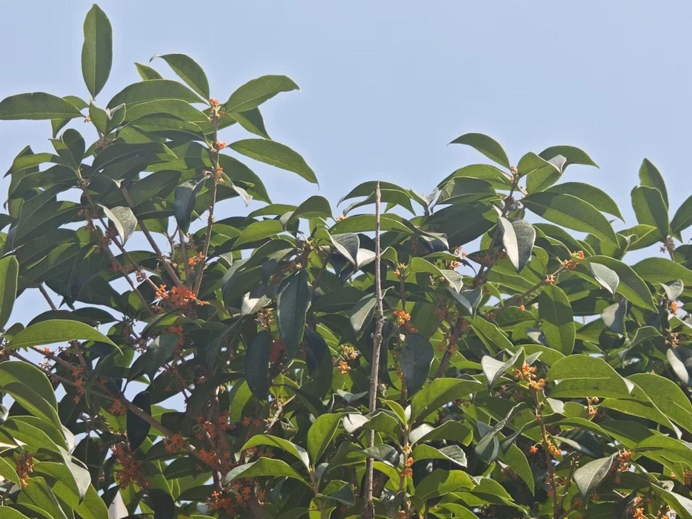 滿城桂花香，最是秋意濃