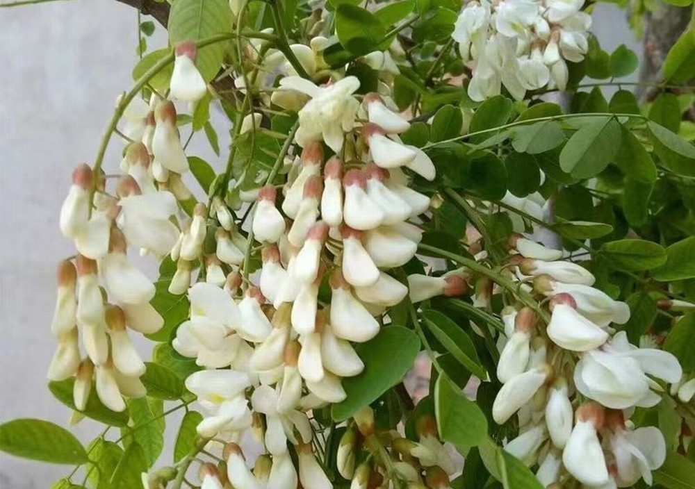 走！鉤洋槐花去！
