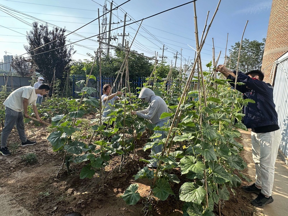 方寸菜園間，鐫刻奮斗與溫情